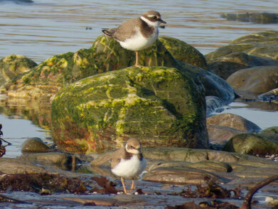 Thumbnail of Little Ringed Plover